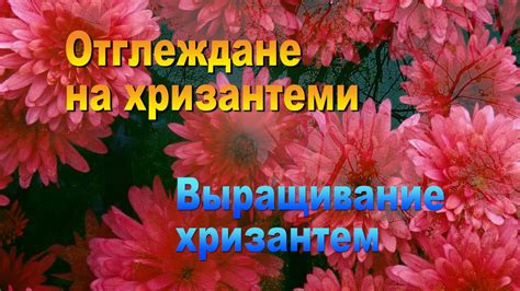 Отглеждане на хризантеми Выращивание хризантем - YouTube