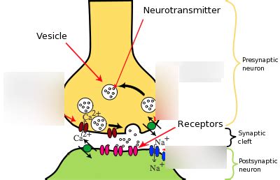 Neurotransmitters 9.23.2019 Diagram | Quizlet