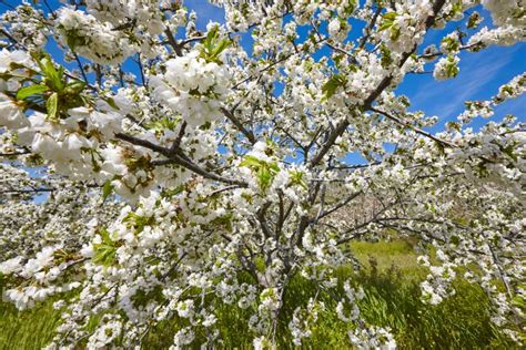 Cherry Blossom In Jerte Valley Caceres Spring In Spain Stock Photo