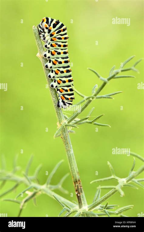 Swallowtail Caterpillar Yellow Swallowtail Papilio Machaon