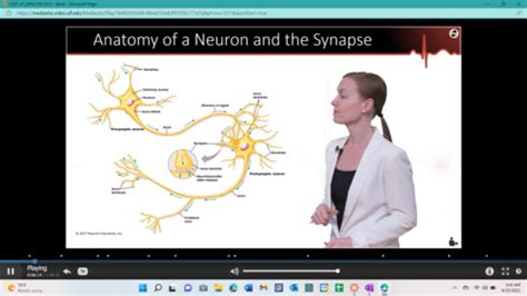 Ch 7 Nervous System Flashcards Quizlet