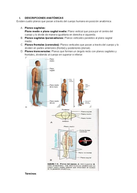 Planos Corporales Y T Rminos De Direcci N Y Situaci N I