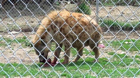 Spotted Hyena Crushing Bones With Its Teeth Youtube