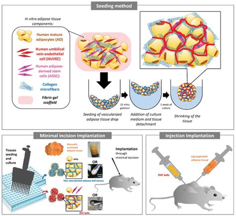 Injectable Prevascularized Adipose Tissues Ipat Construction And