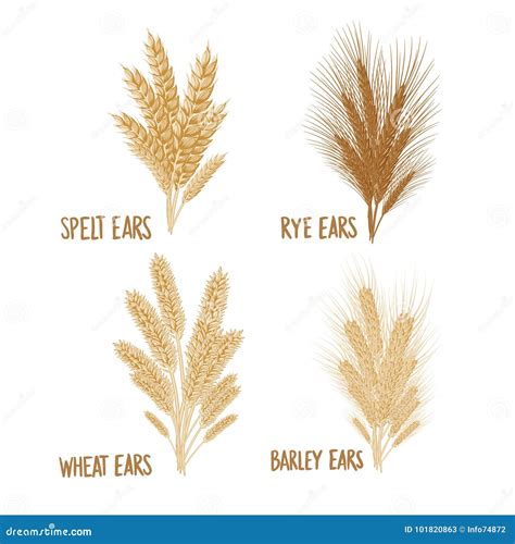 Cereal Set Barley Wheat Rye Isolated On White Stock Illustration Illustration Of Icon