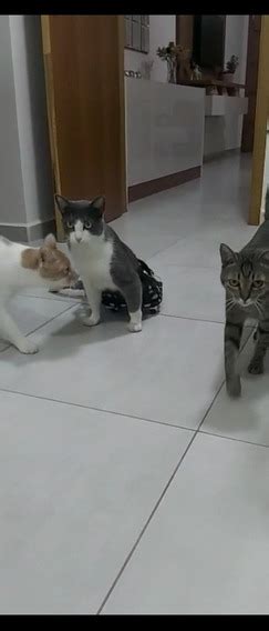 Cadeira De Rodas Para Gatos Mercadolivre