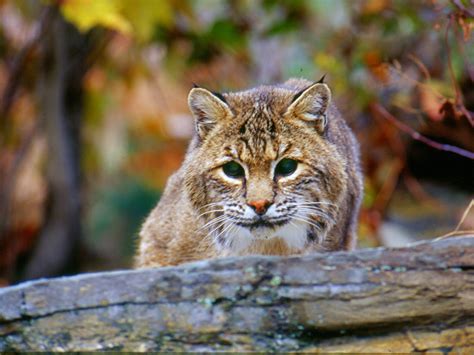 The Surprisingly Common Bobcat Finger Lakes Land Trust