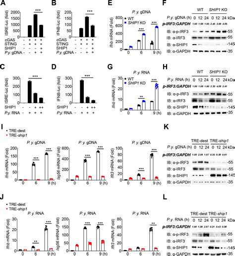 Ship1 Modulates Antimalarial Immunity By Bridging The Crosstalk Between