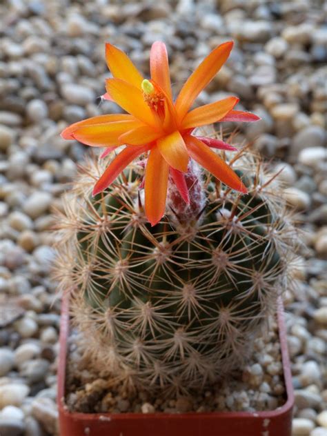 Matucana Intertexta Cactus Flower Succulents Cactus