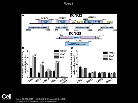 Activity Dependent Transcriptional Regulation Of M Type Kv7 K