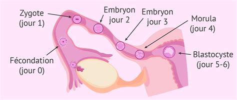 Troisi Me Semaine De Grossesse D But Du D Veloppement De L Embryon