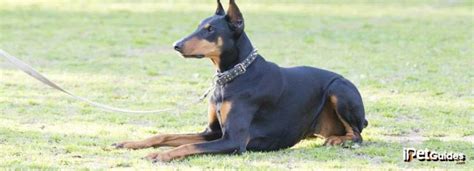 Rare Doberman Pinscher Colors: Which Type is Right for You?