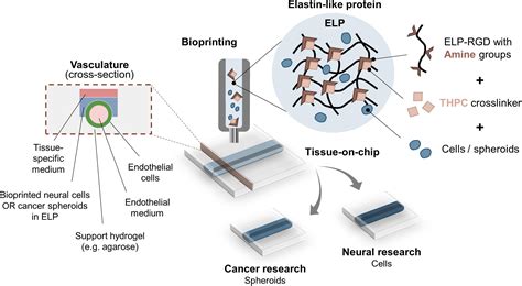 Bioprinting Of Human Tissues