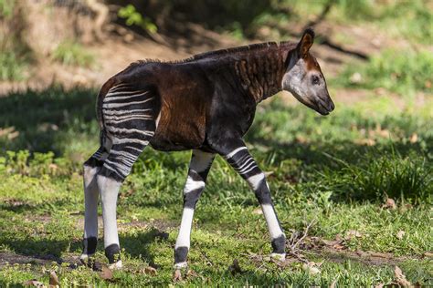 Cute Okapi Baby