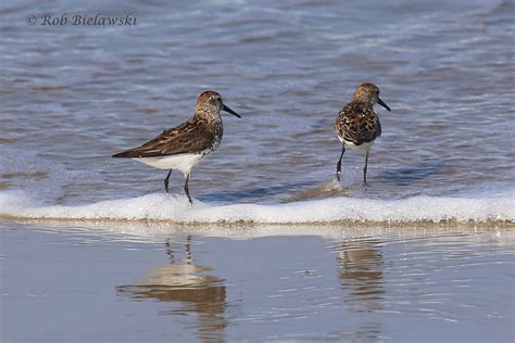 Western Sandpiper — Birding Virginia Beach