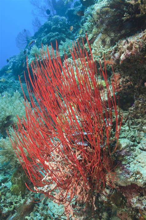 Sea Whip Stock Photo Image Of Coral Tropical Marine 58973484