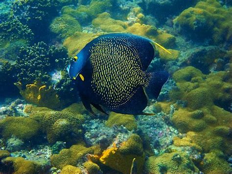 Peixes Marinhos Do Brasil No Snorkeling Lugares Para Viajar E