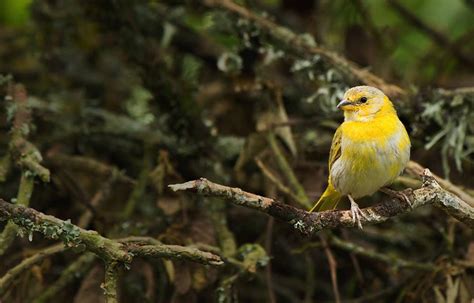 Desorientadas e infartadas así afecta la pólvora a las aves CONtexto