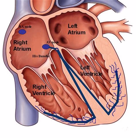 Sinoatrial Node Location In Heart