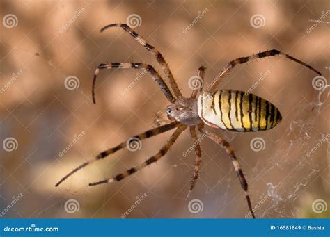 Aranha Da Vespa Imagem De Stock Imagem De Cabeleira 16581849