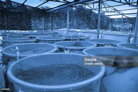 Agriculture Aquaculture Farm Stock Photo Download Image Now