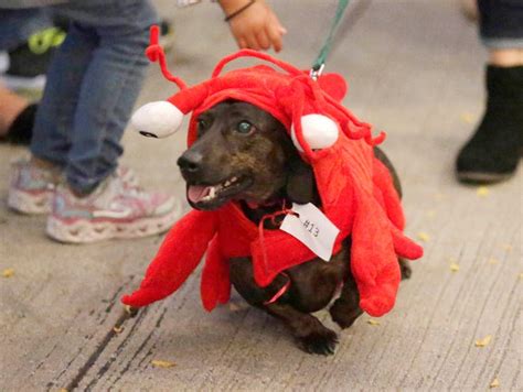 Oktoberfest Al And Als Features Wiener Dog Races And Fun