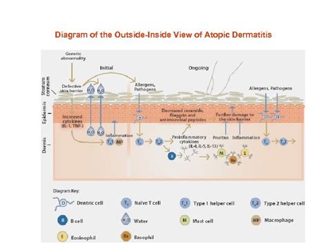 Stratum Corneum How Does Your Body Keep