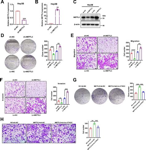 METTL3 Promotes Cell Proliferation And Metastasis In HCC A C The