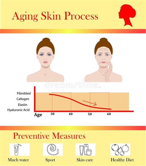 Skin Aging Diagrams Young Skin Is Firm Tight Its Collagen Vector