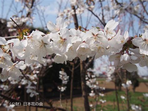 冬桜 桜図鑑｜公益財団法人日本花の会