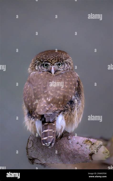 Búho pigmeo austral glaucidium fotografías e imágenes de alta