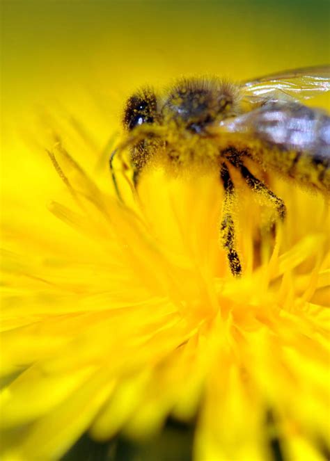 Mortalité des abeilles aide de 3 millions d euros pour les apiculteurs