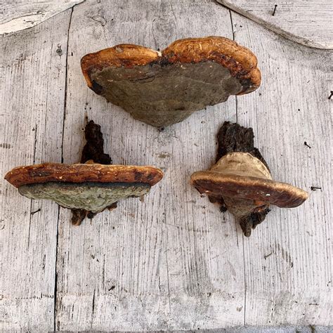 Mushroom Wall Shelf Goblincore Decor Mushroom Shelves Etsy