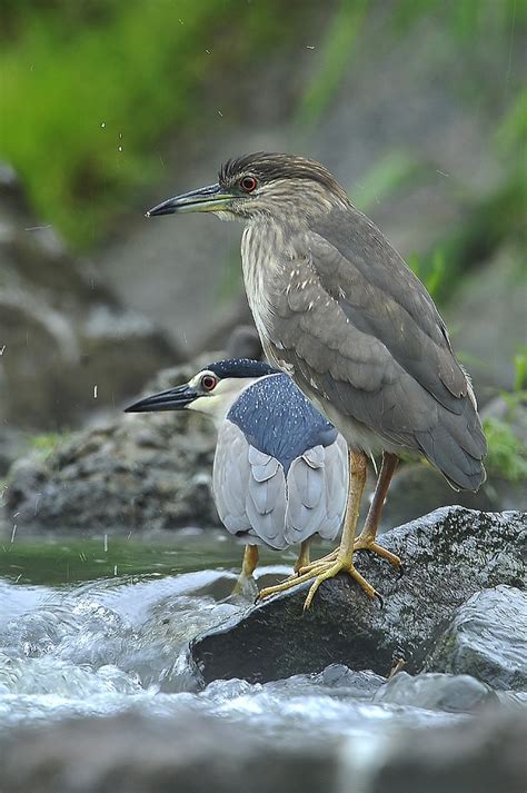 Martinet de nit Martinete común Nycticorax nycticorax Black