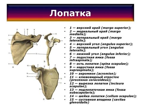 Лопатка схема анатомия 57 фото - wForm.ru