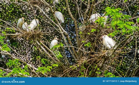 Large Family of Cattle Egrets Nesting in a Tree, Herons Sitting in Their Nest in a Tree, Bird ...