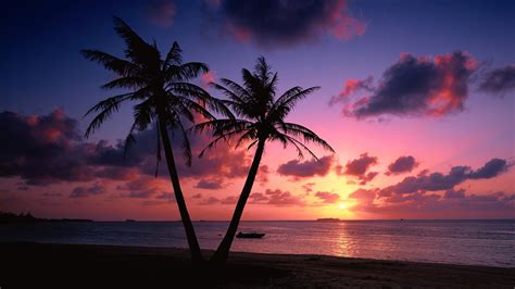 X Resolution Silhouette Photo Of Two Palm Trees During Golden