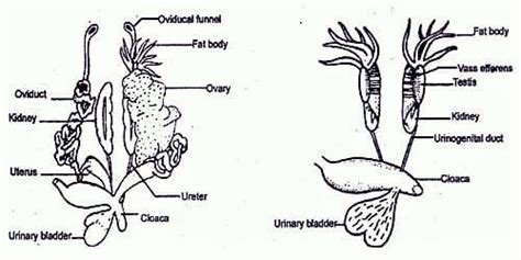 Diagram Of Female Frog Reproductive System Explain The Femal