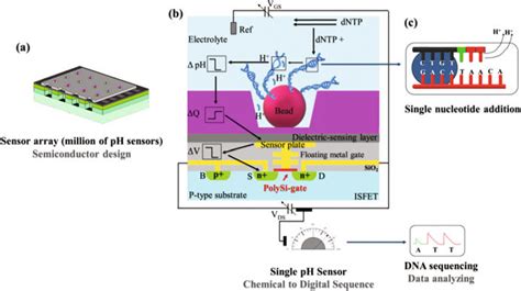 Principal And Element Of The Ion Torrent Semiconductor Sequencing