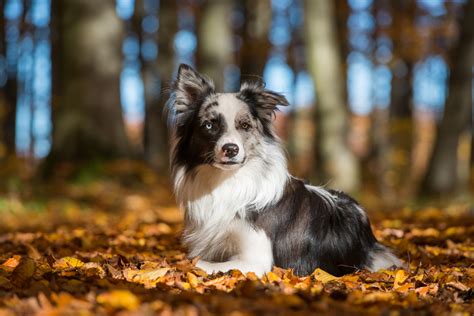 150+ Most Popular Border Collie Names for Your Smart Pup ...