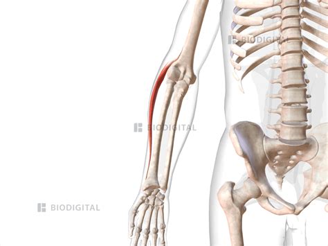 Right Extensor Carpi Radialis Longus Biodigital Anatomy