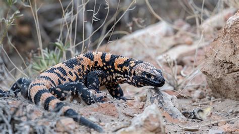 11 Fascinating Facts About The Gila Monster Americas Venomous Lizard