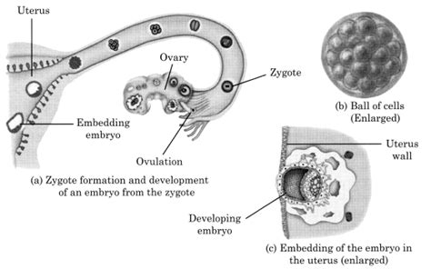 Cbse Class 8 Science Notes Chapter 9 Reproduction In Animals Ncert Books