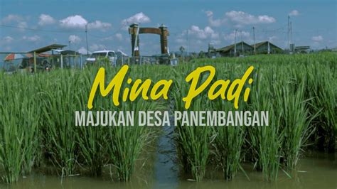 MINA PADI SUKSES MAJUKAN DESA PANEMBANGAN BANYUMAS YouTube