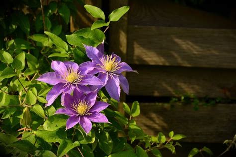 When and How to Prune Clematis Vines