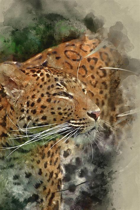 Watercolour Painting Of Beautiful Leopard Panthera Pardus Big Cat