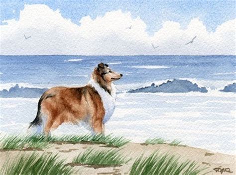 Rough Collie Art Print Rough Collie At The Beach Watercolor By Dj