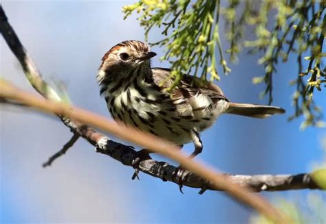 Speckled Warbler Facts Diet Habitat And Pictures On Animaliabio