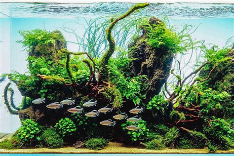 Aqua Forest Aquarium | Aquariums & Accessories