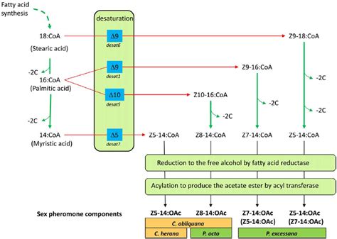 Schematic Outlining The Likely Biosynthetic Routes Of The Sex Pheromone Download Scientific